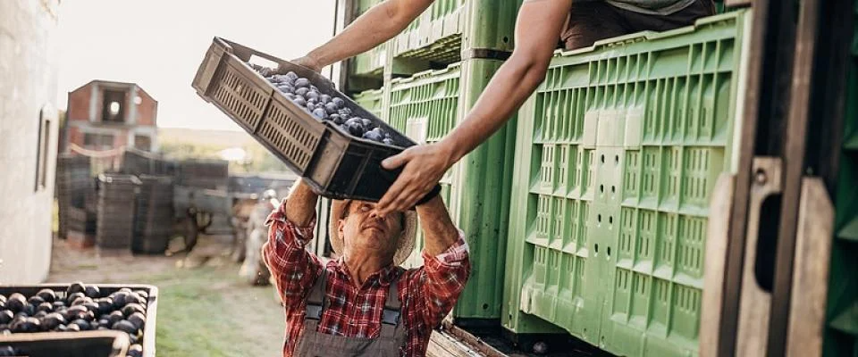 Two men loading crates of fresh grapes onto a truck in a sunny outdoor setting.