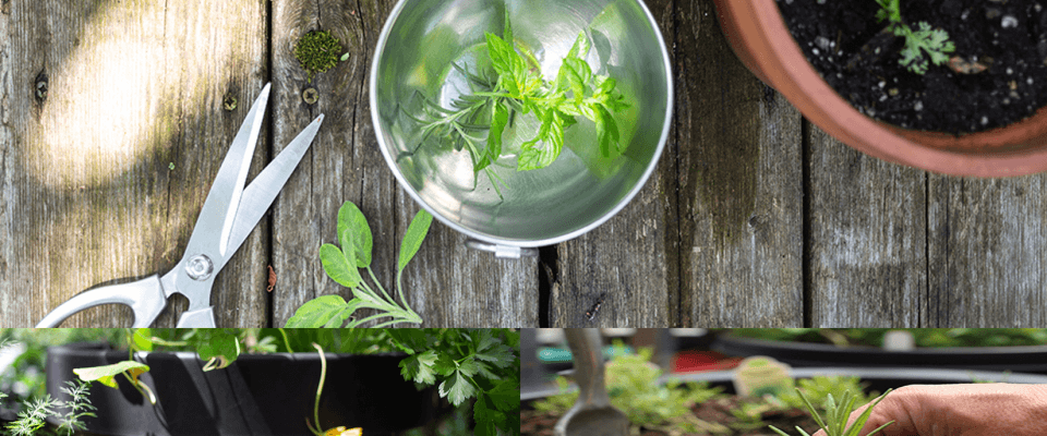 Preparing a fresh green vegetable meal on a kitchen counter