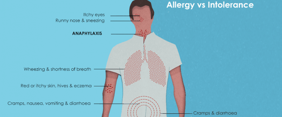 Illustration showing how the body reacts to allergy versus intolerance