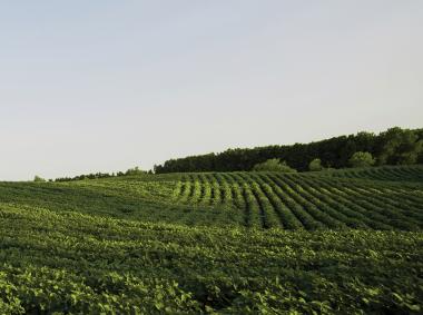 A distant view of a lush green field filled with thriving crops under a clear sky.