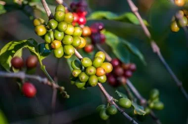A close-up of coffee beans hanging on a tree, surrounded by lush green foliage.