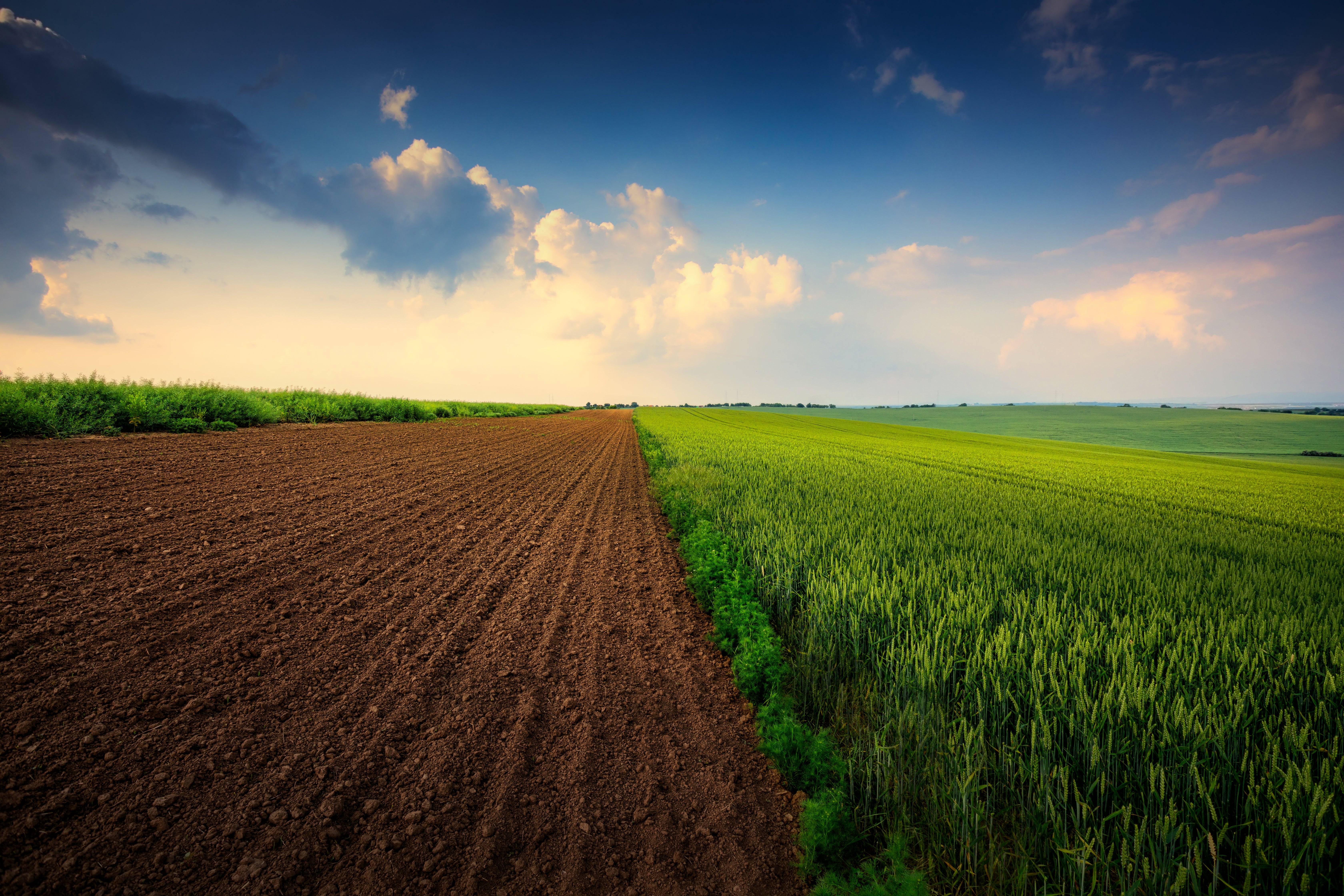 A field stretches under a clear blue sky, showcasing the beauty of agriculture and nature's colors.