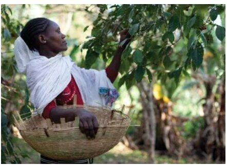 A woman holds a basket with coffee beans, representing the tradition of coffee cultivation.