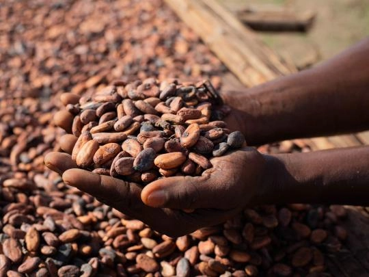 Hands holding raw cocoa beans, showcasing their rich brown color and unique texture.