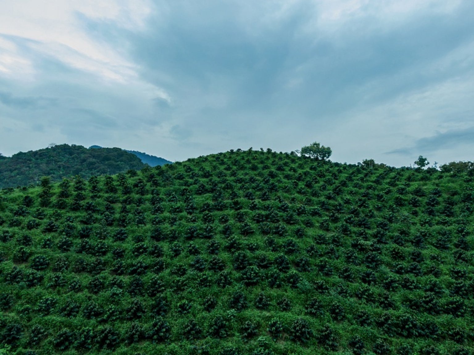 A coffee farm on a hill with lush greenery, highlighting the need for support in farming.