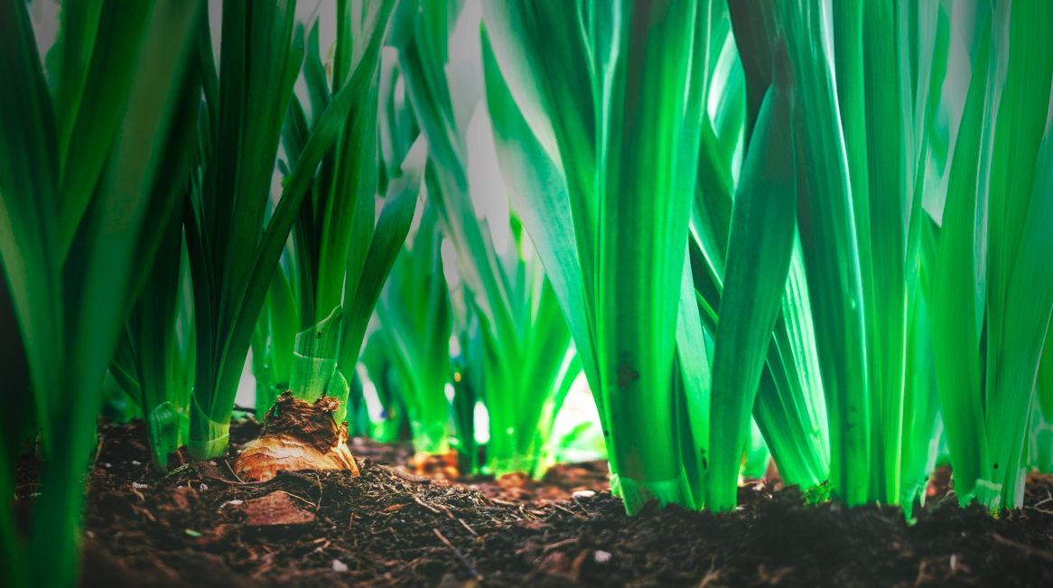 Green plants growing from rich soil illustrating regenerative agriculture practices