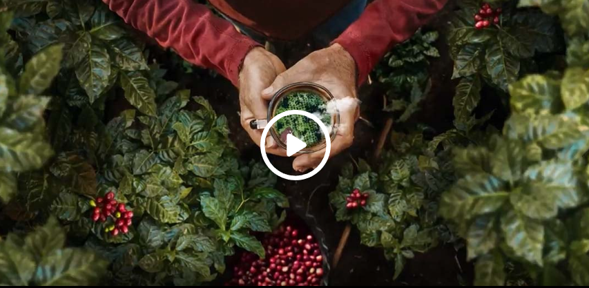 A person holding a plant in a coffee field with ripe coffee cherries