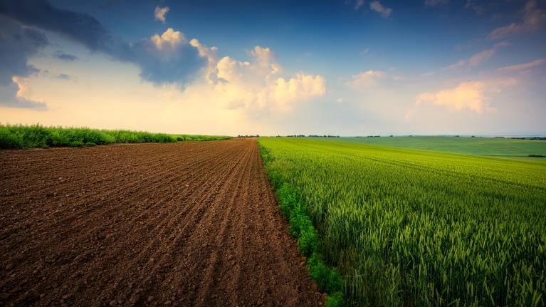 A field stretches under a clear blue sky, showcasing the beauty of agriculture and nature's colors.