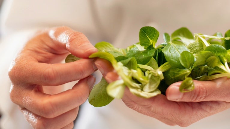 A chef holds a bunch of green leaves, symbolizing the use of fresh produce in culinary creations.