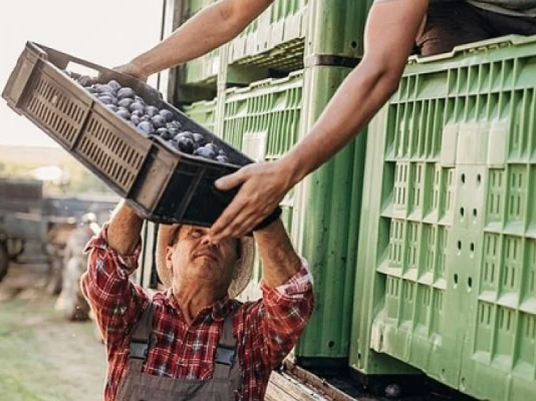 Two men loading crates of fresh grapes onto a truck in a sunny outdoor setting.