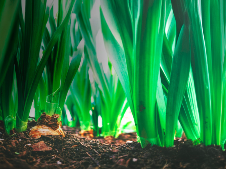 Green plants growing from rich soil illustrating regenerative agriculture practices